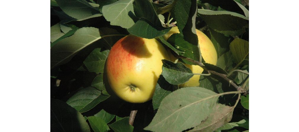Apfel- und Birnenernte