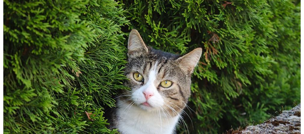 Mit welchen Pflanzen halten Sie Katzen vom Garten fern?