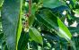 Portugiesischer Kirschlorbeer Spalier Prunus lusitanica Angustifolia