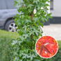 Säulen-Amberbaum |Liquidambar styraciflua| Baumschuleonline.de