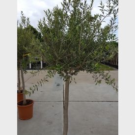 Olivenbaum toskanisch  kaufen Mediterrane 