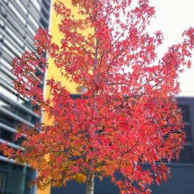 Amberbäume kaufen Liquidambar styraciflua