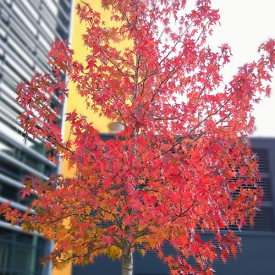 Liquidambar styraciflua