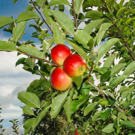 Apfelbaum Ecolette