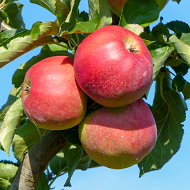 Apfelbaum Jonagold 