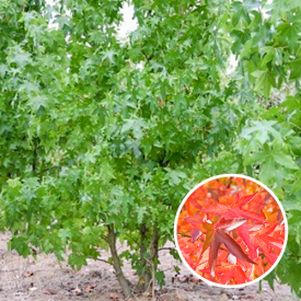 amberbaum mehrstämmig
