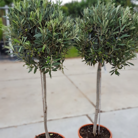 Kugel-Olivenbaum