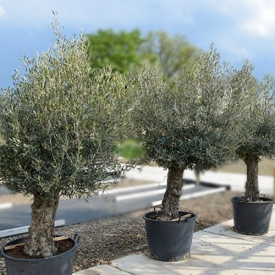 Olivenbaum Europaea Bonsai