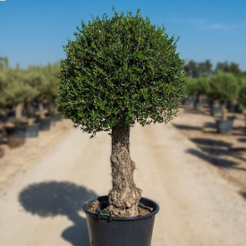 Olivenbaum Europaea Chupa Chups