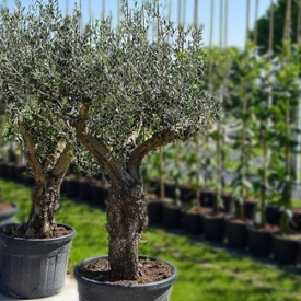Olivenbaum Europaea Joven