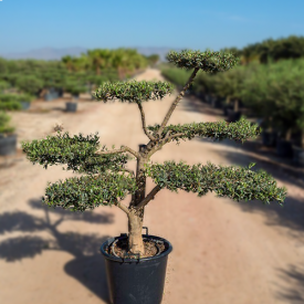 Olivenbaum Europaea Mini Plato