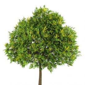 Blasenbaum