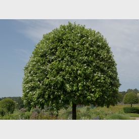 Portugiesischer Kirschlorbeer Baum