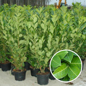 Kirschlorbeer Rotundifolia