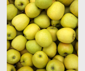 Apfelbaum Golden Delicious