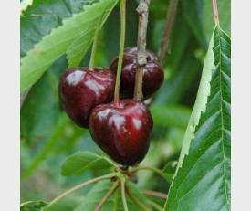 Kirschbaum Kordia kaufen Prunus Avium Kordia