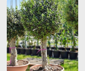 im Maßstab Olivenbaum Europaea