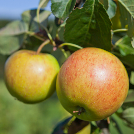Apfelbaum James Grieve kaufen Malus James Grieve Apfel preis €12.50