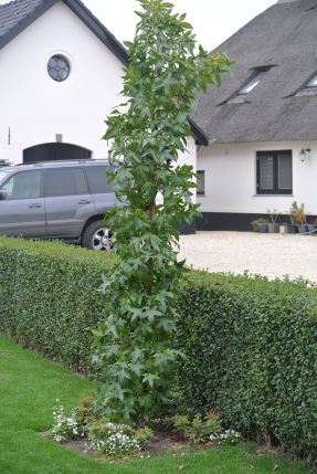 SäulenAmberbaum Liquidambar styraciflua