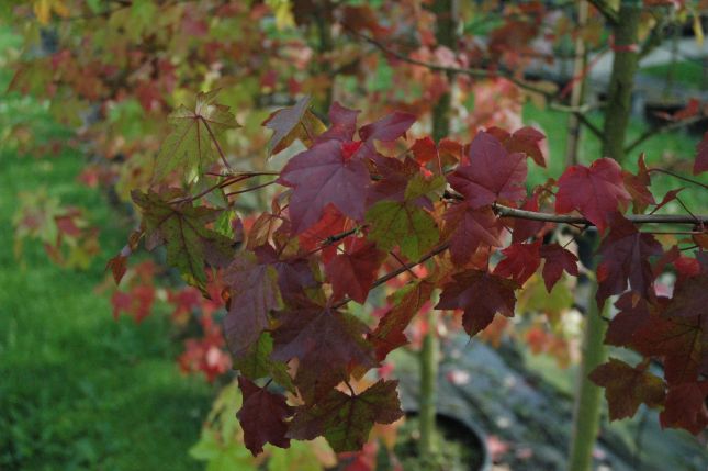 SäulenAmberbaum Liquidambar styraciflua