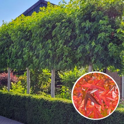 Amberbaum Spalier Liquidambar styraciflua