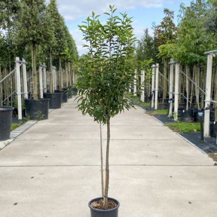 Portugiesischer Kirschlorbeer Kugelbaum Prunus lusitanica