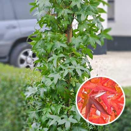 SäulenAmberbaum Liquidambar styraciflua