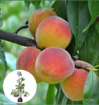 Pfirsichbaum