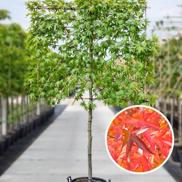 Bäume kaufen Große Auswahl Aus eigener Baumschule