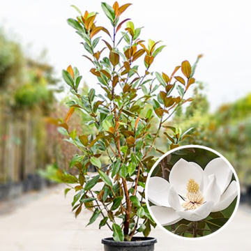 Kaufen Sie Bäume, Gartenpflanzen & Heckenpflanzen aus unserer eigenen