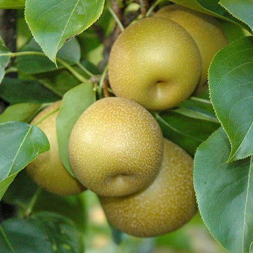 Obstbäume kaufen Große auswahl