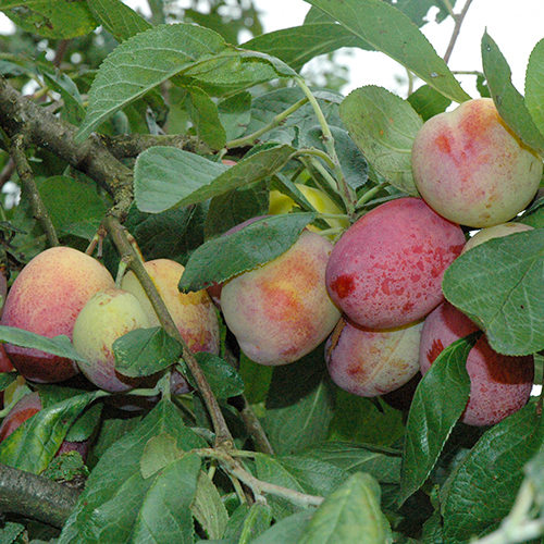 Obstbäume kaufen Große auswahl