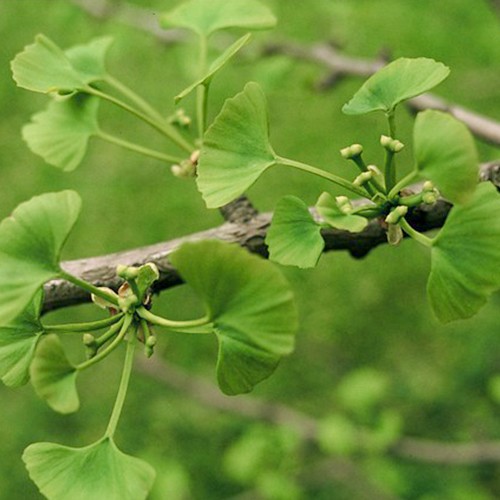 Ginkgo Biloba