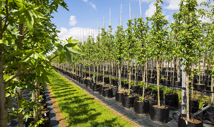 Kaufen Sie Bäume, Gartenpflanzen & Heckenpflanzen aus unserer eigenen
