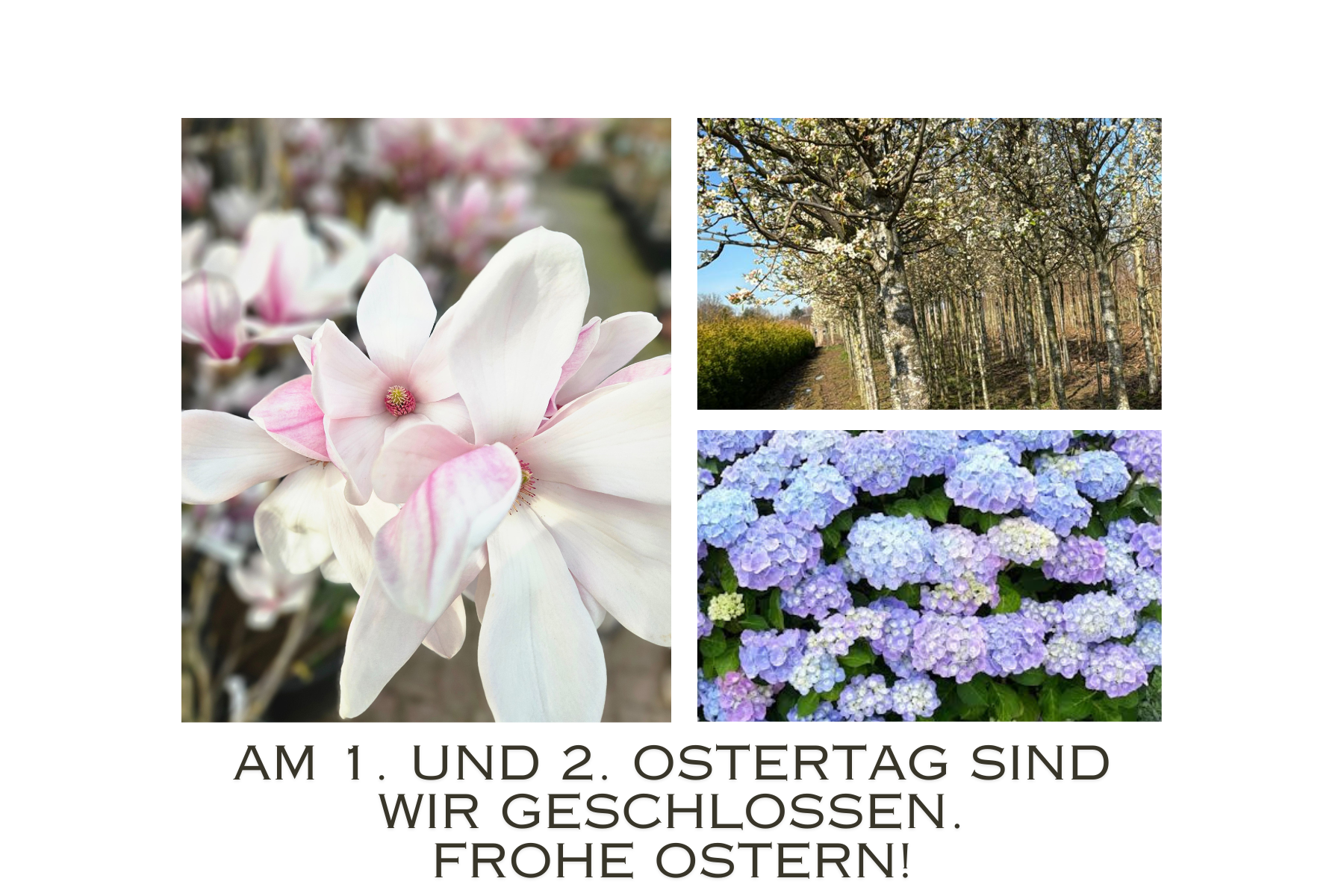 Amberbaum Spalier Halbstamm Liquidambar styraciflua Worplesdon