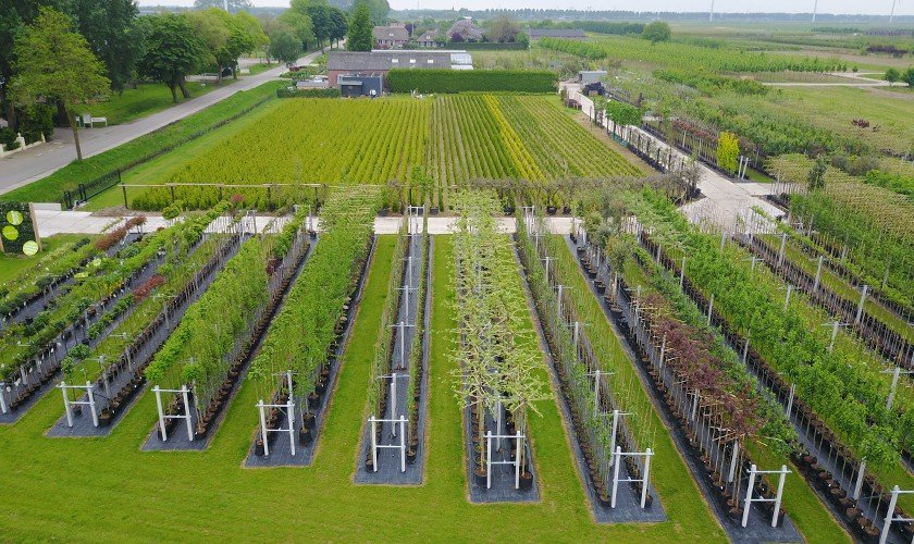 Kaufen Sie Bäume, Gartenpflanzen & Heckenpflanzen aus unserer eigenen